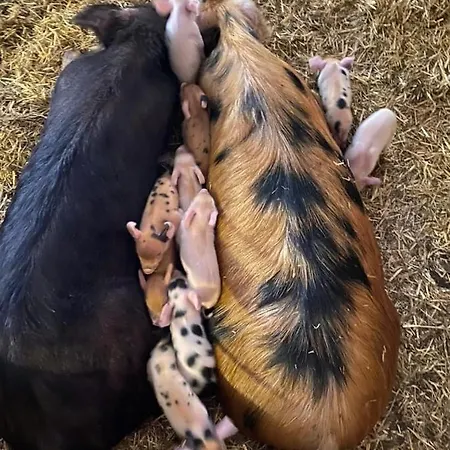 Seespitzhof 아파트 *