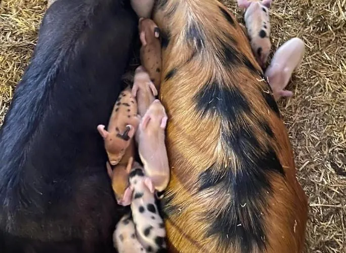 Seespitzhof Appartamento *